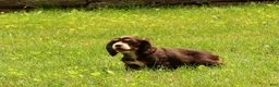 Cocker Spaniel dogs for sale: Bella - Ad 3