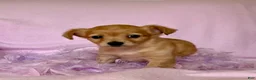 Chiweenie dogs for sale: Lil Red - Ad 6