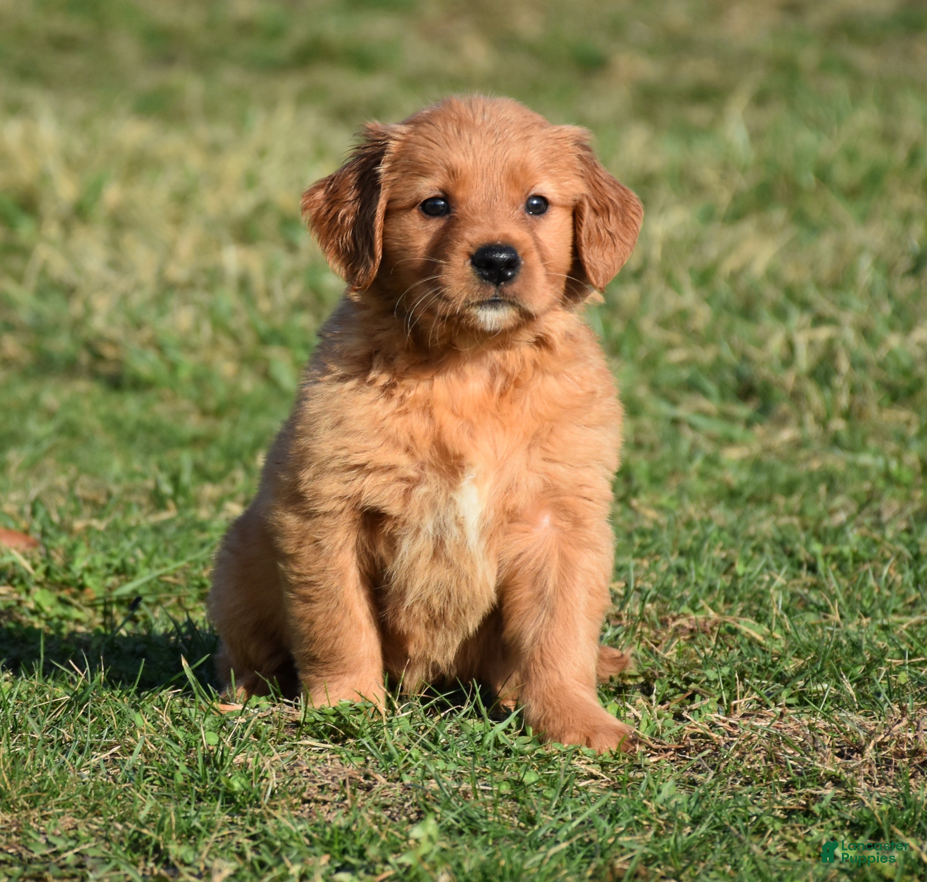 Golden Retriever dogs Taffy       Genetic/OFA - Ad 1