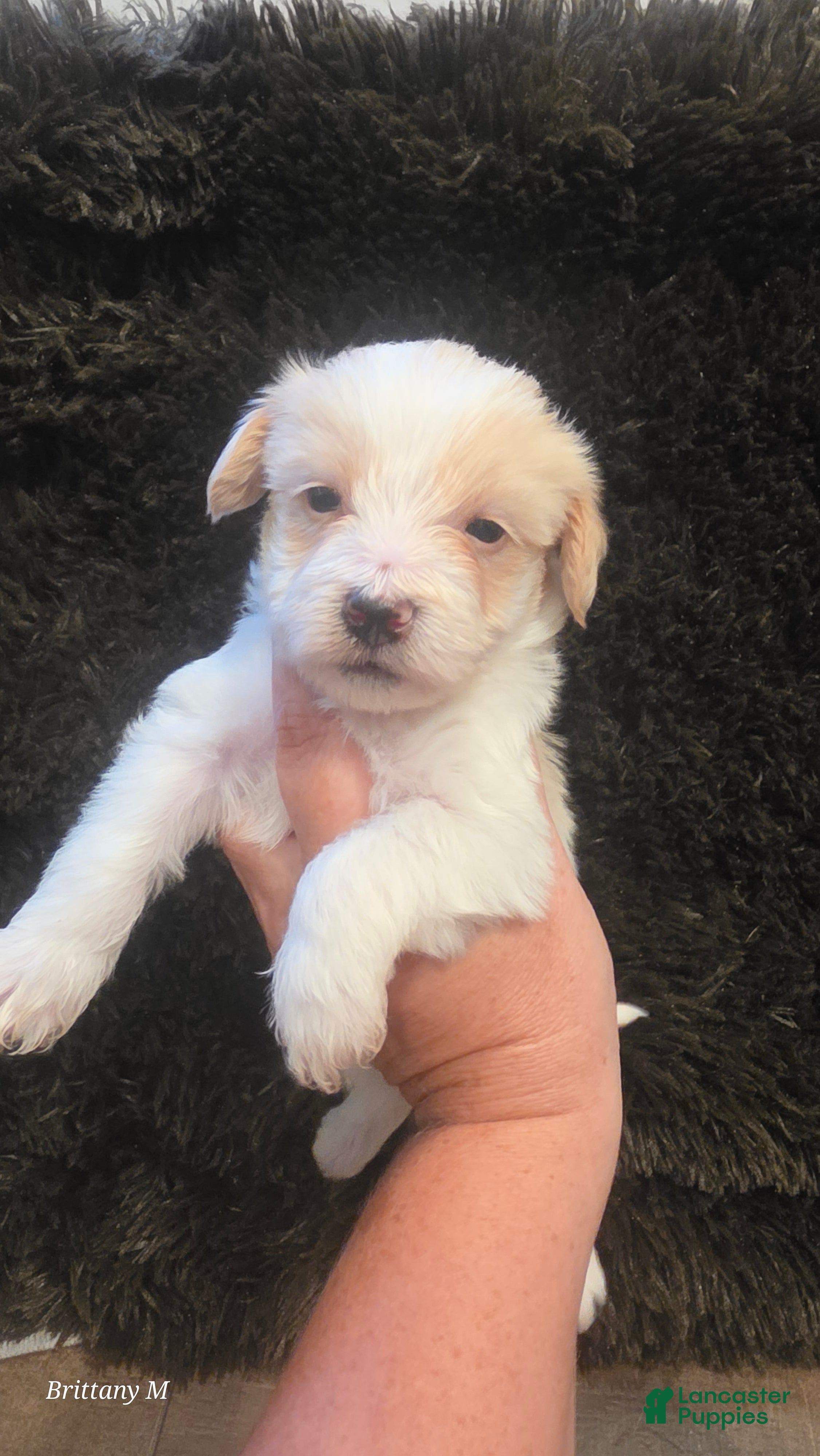 Yorkiepoo dogs Yorkiepoo 4 - Ad 10
