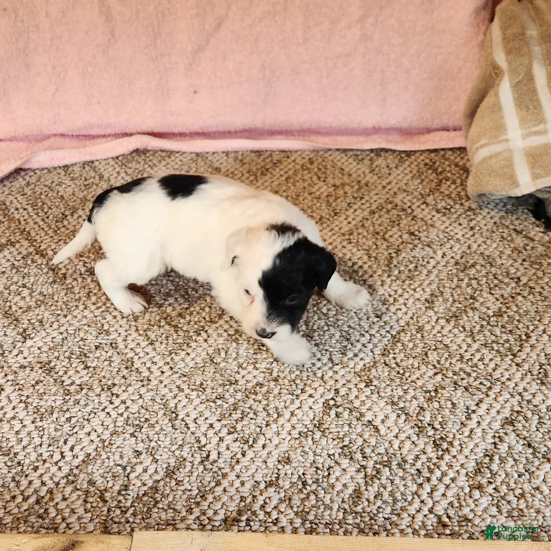 Portuguese Water Dog dogs for sale: Cliff - Ad 7