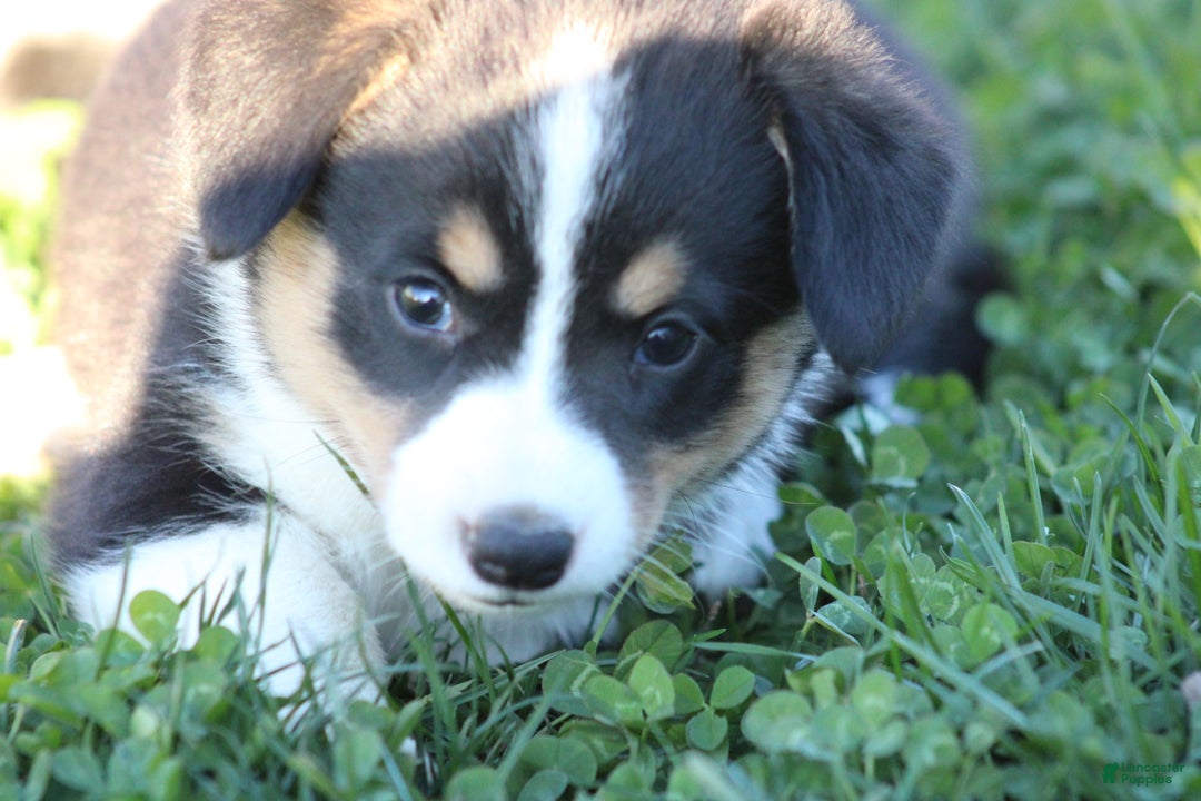 Mixed Breed dogs for sale: Arlo - Ad 4