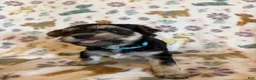 Morkie dogs for sale: Blue - Ad 2