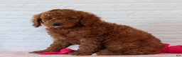Mini Goldendoodle dogs for sale: Jet  - Ad 4