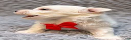 Maltese dogs for sale: Reginald “Reggie”  - Ad 2