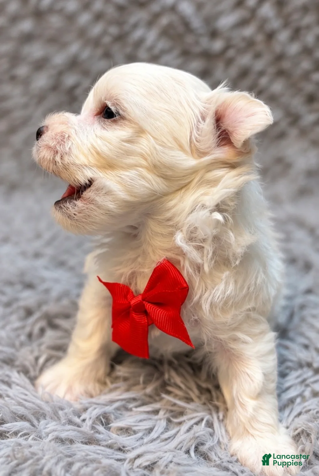 Maltese dogs for sale: Reginald “Reggie”  - Ad 2