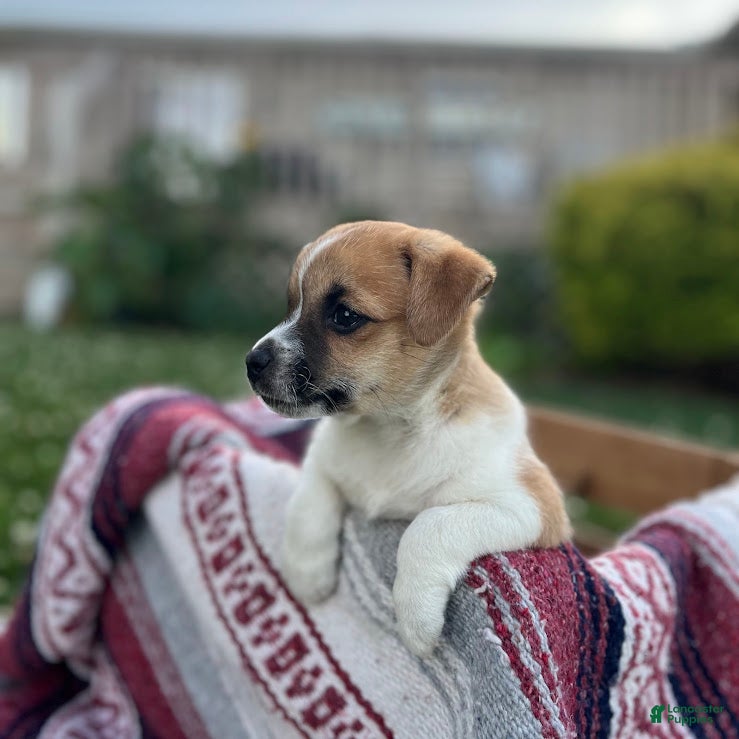 Jug dogs Leo - Ad 2