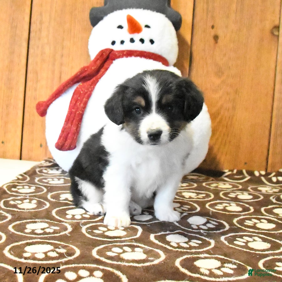 Miniature Australian Shepherd dogs Vance - Ad 29