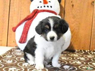 Miniature Australian Shepherd dogs Vance - Ad 31