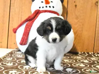 Miniature Australian Shepherd dogs Vance - Ad 4