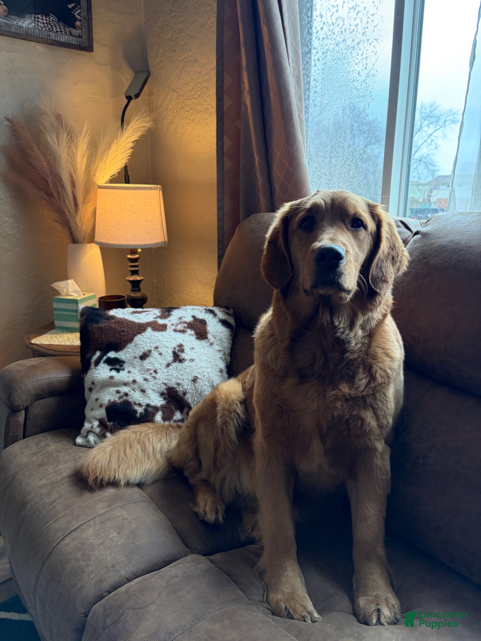 Golden Retriever dogs Milo  - Ad 2