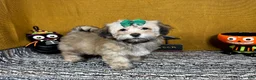 Havanese dogs for sale: Havanese 5 - Ad 2