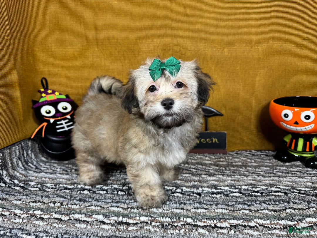 Havanese dogs for sale: Havanese 5 - Ad 2