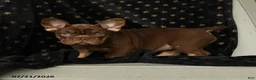 French Bulldog dogs for sale: Kona - Ad 4