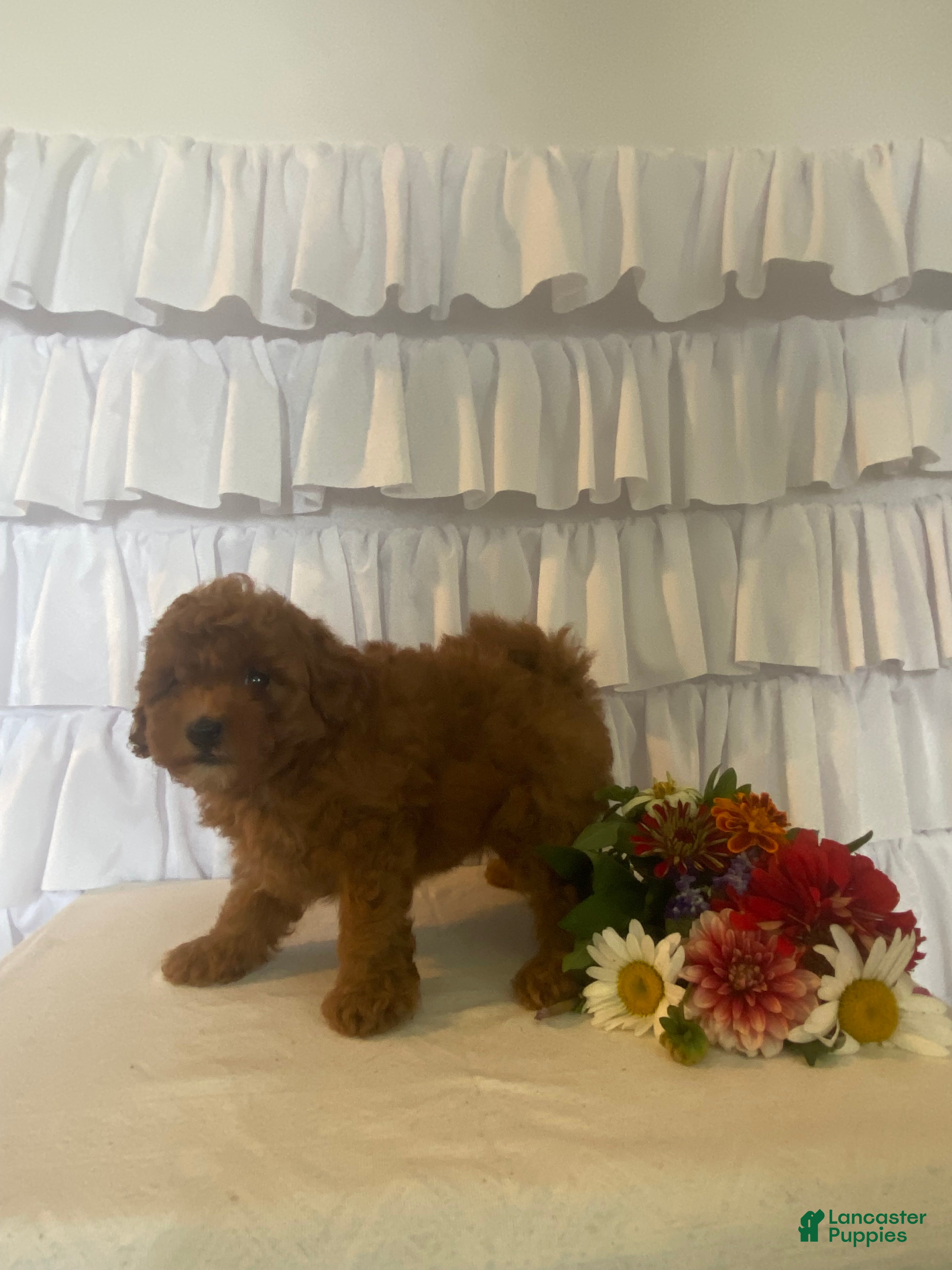 Miniature Poodle dogs Jasmine - Ad 2