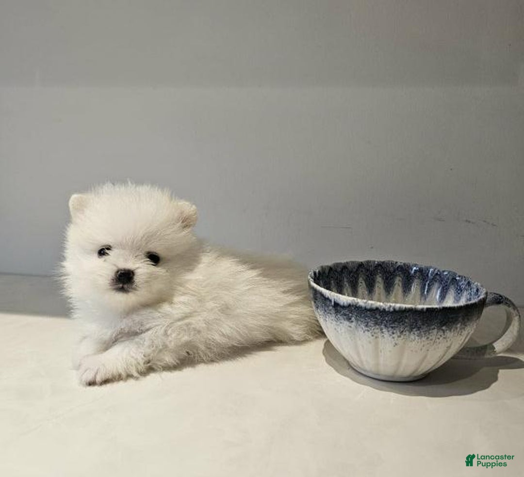 Pomeranian dogs for sale: Rafa - Ad 6