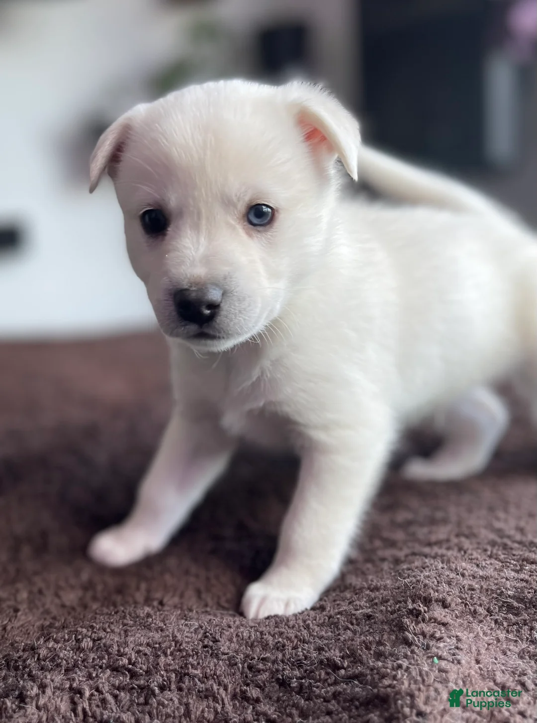 Alaskan Klee Kai dogs for sale: Storm Cloud (Stormy) - Ad 2