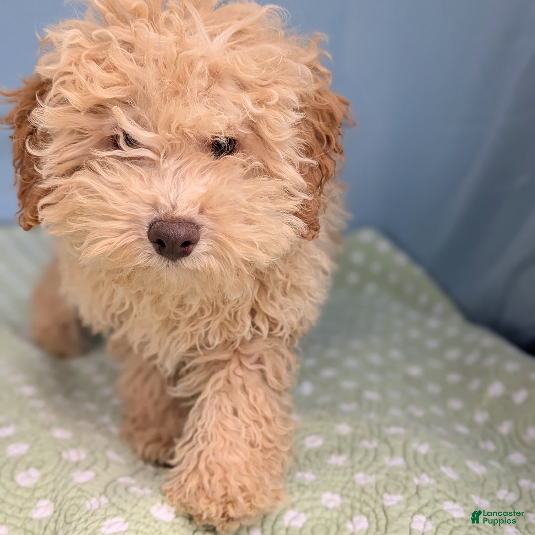 Toy Poodle dogs for sale: Fusilli - Ad 7