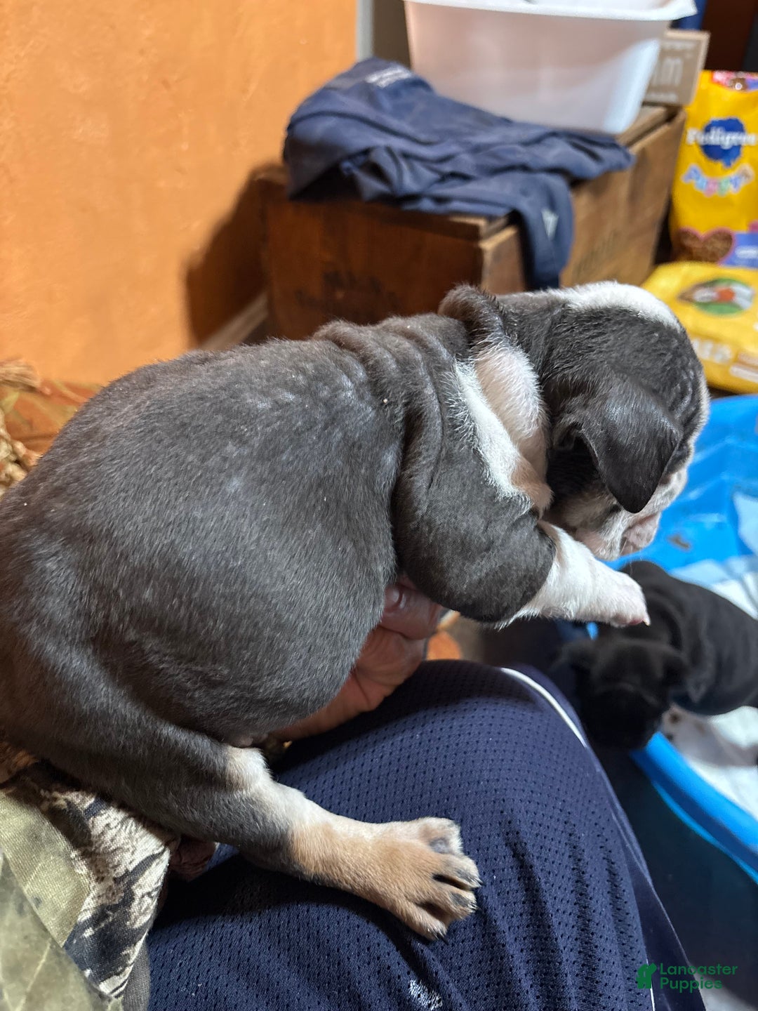English Bulldog dogs for sale: Sally  - Ad 4
