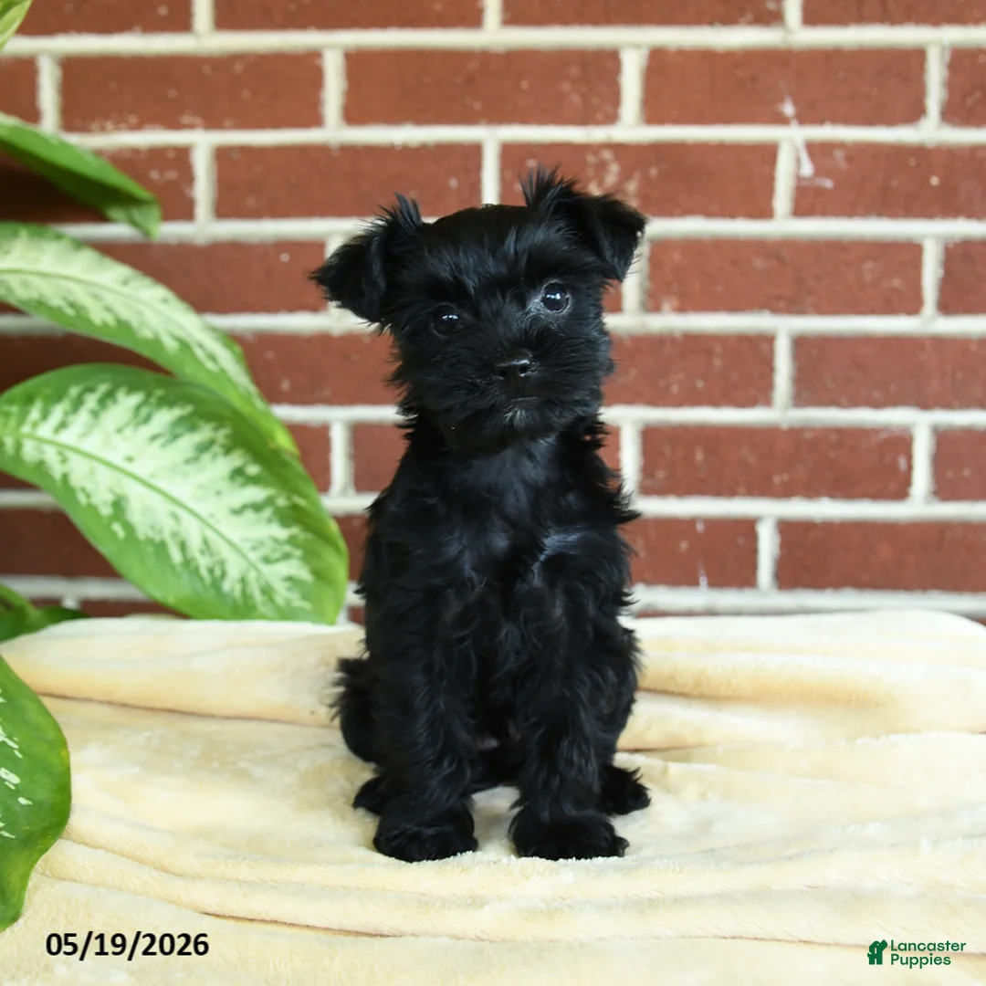 Yorkshire Terrier dogs for sale: Raven - Ad 1