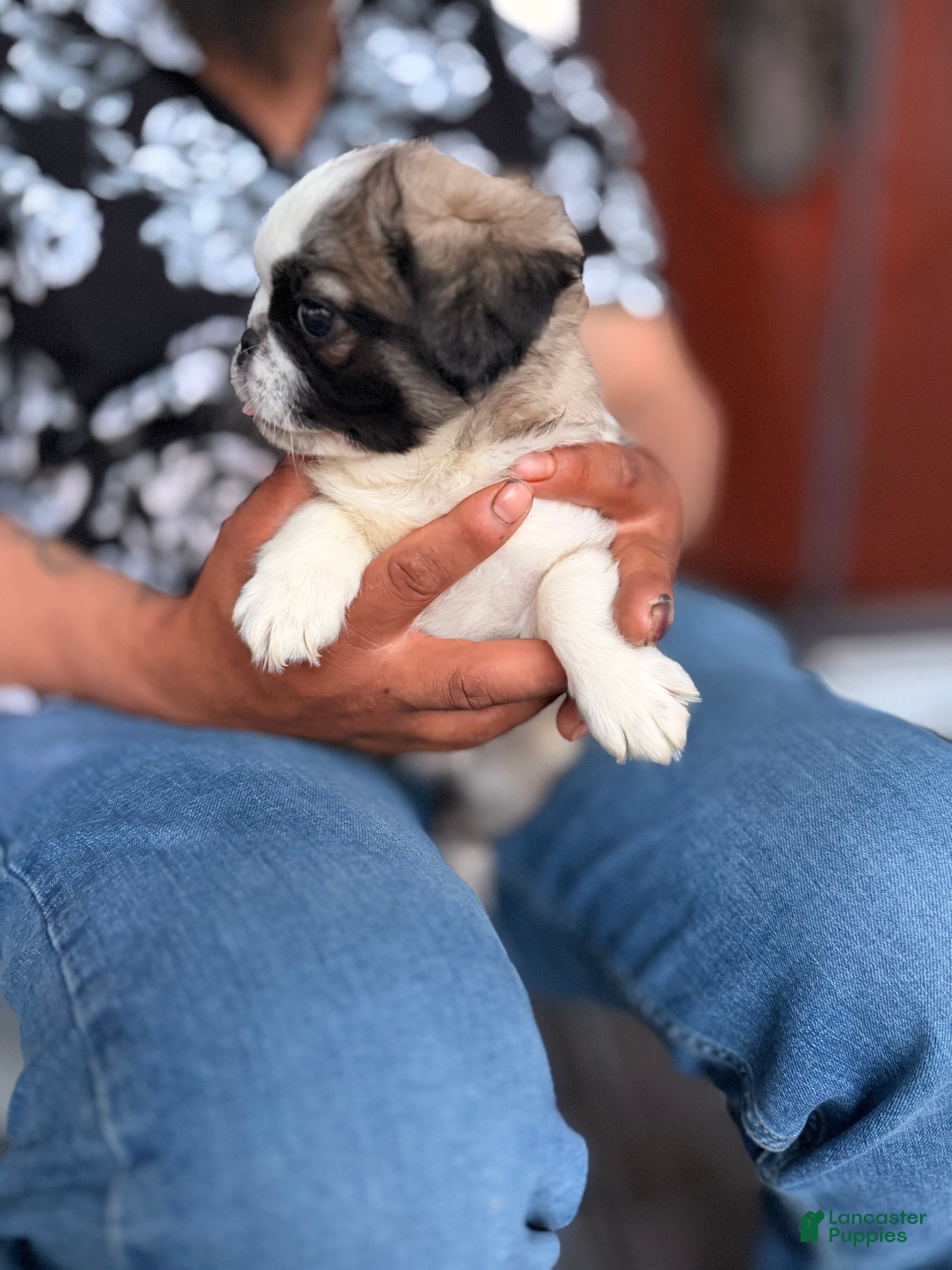 Pug dogs Pug Puppy 6 Flora - Ad 2