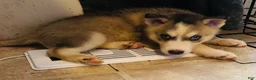 Siberian Husky dogs for sale: Siberian Husky 2 Max - Ad 5