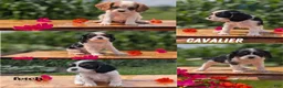 Cavalier King Charles Spaniel dogs for sale: Izzy - Ad 10