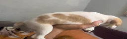Mixed Breed dogs for sale: Mixed Breed 1 - Ad 2