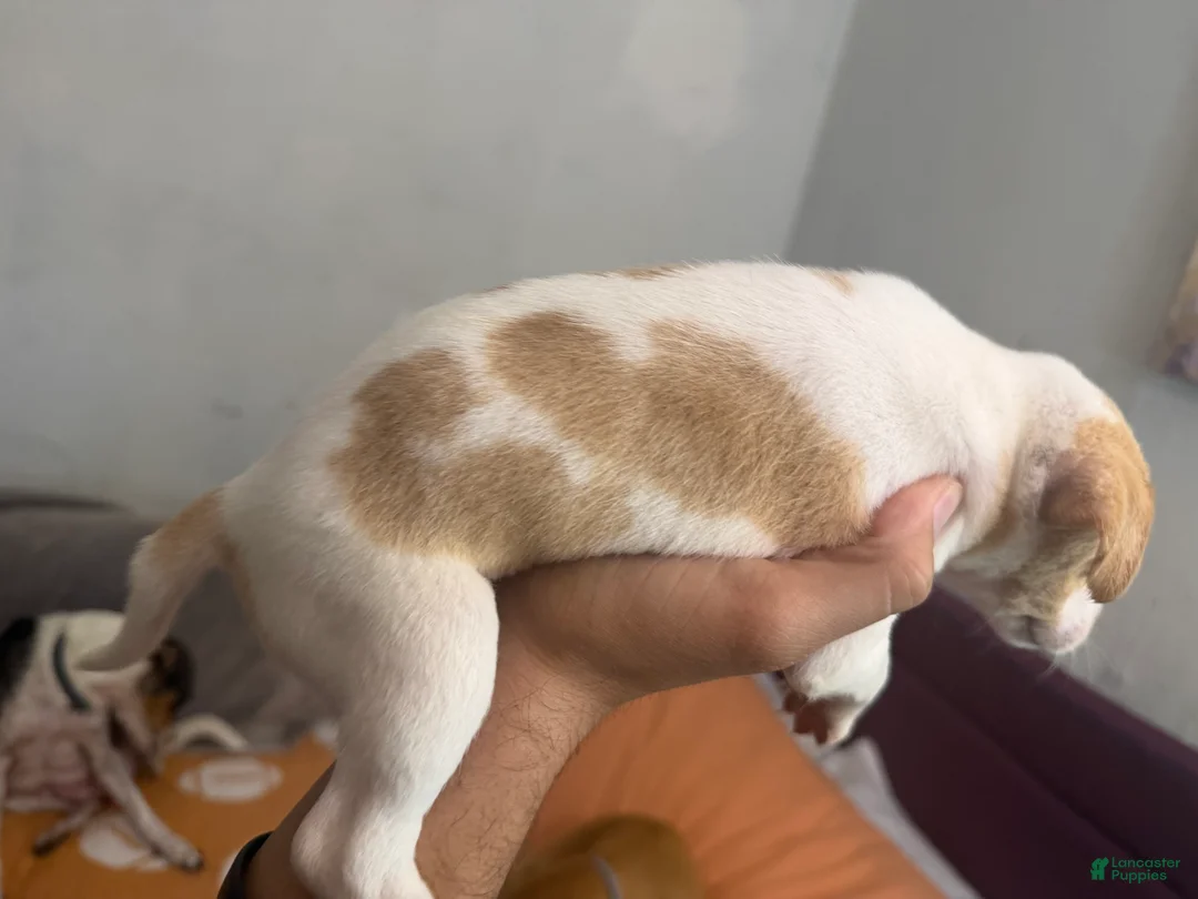 Mixed Breed dogs for sale: Mixed Breed 1 - Ad 2