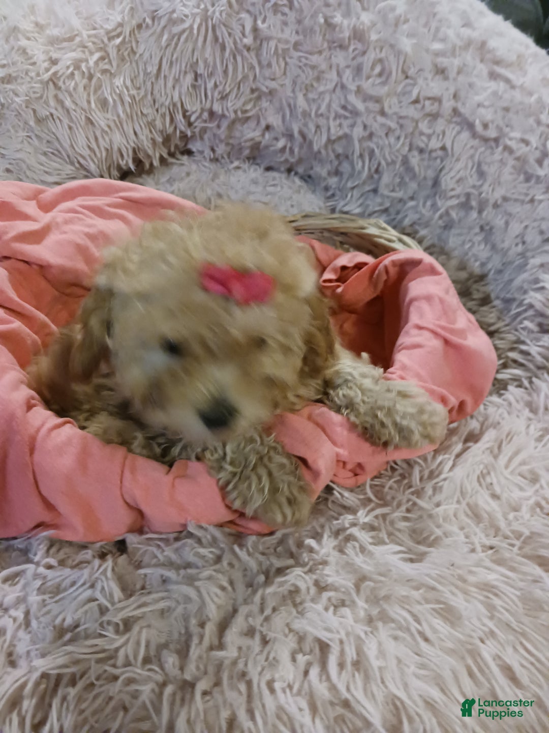 Toy Poodle dogs for sale: Polly - Ad 3