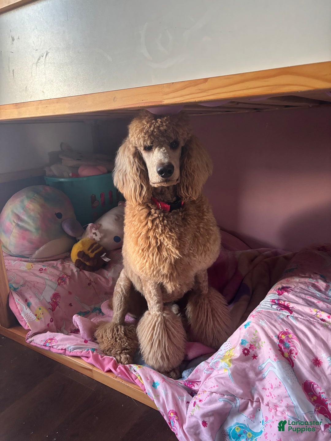 Goldendoodle dogs for sale: Hazel - Ad 14