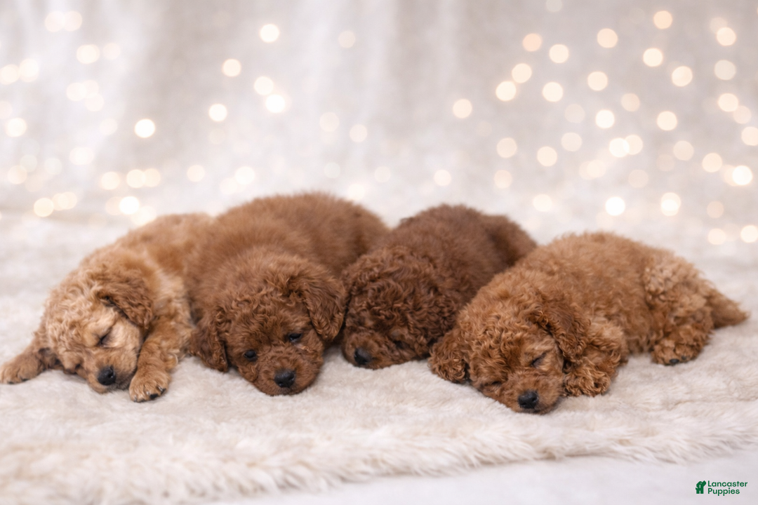 Miniature Labradoodle dogs for sale: Gumdrop - Ad 2