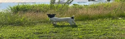 Jack Russell Terrier dogs for sale: Jrtca Rocky  - Ad 3