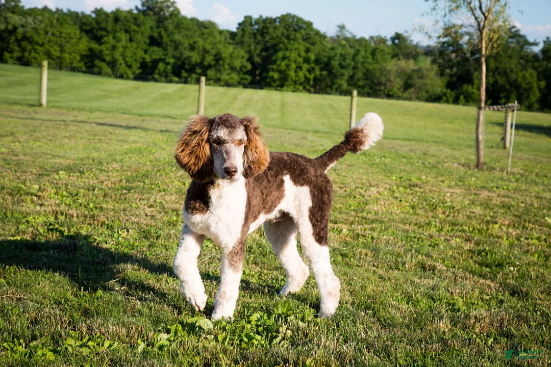 Standard Poodle dogs for sale: Champ - Ad 5