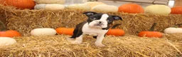 Boston Terrier dogs for sale: Jared - Ad 5