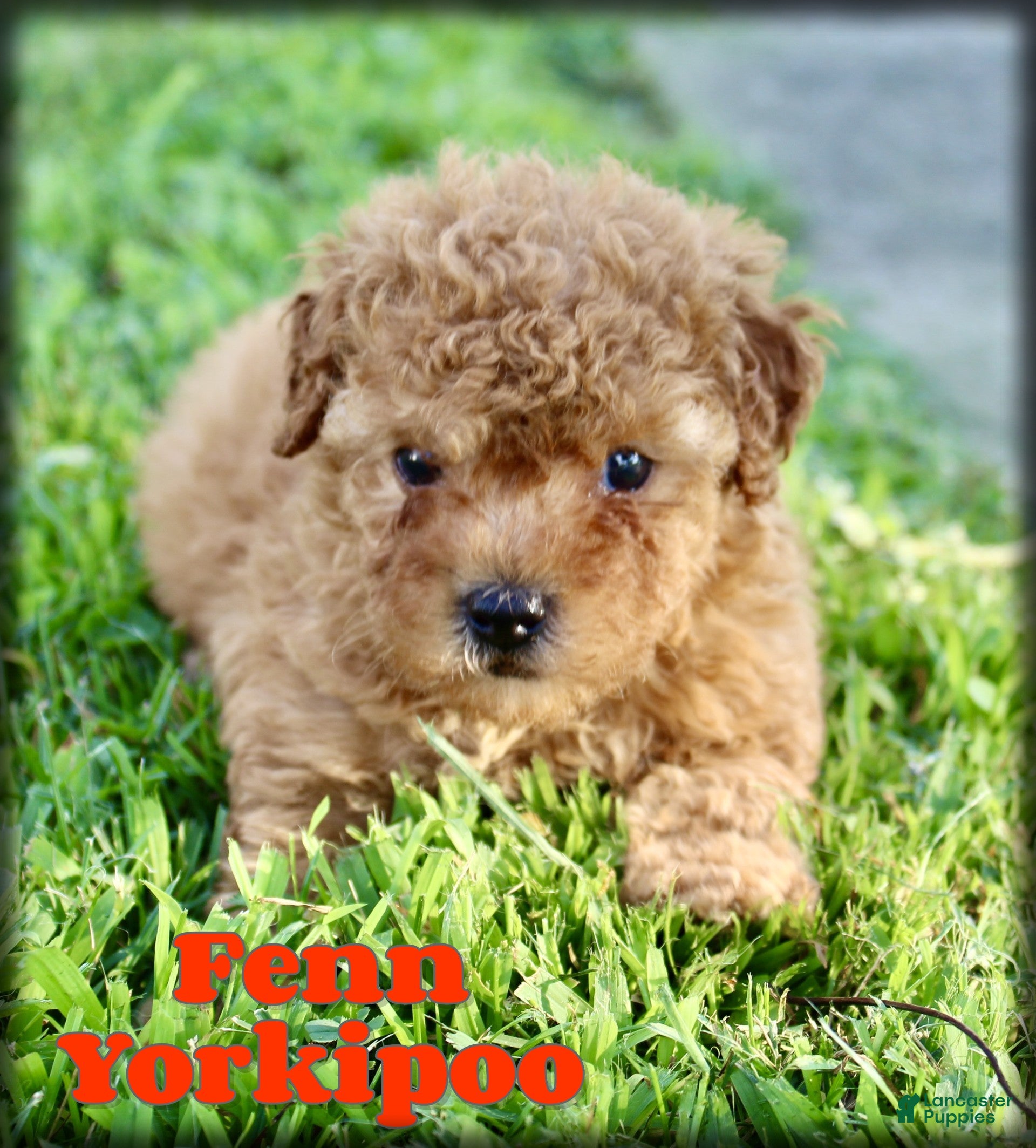 Yorkiepoo dogs for sale: Fenn - Ad 4