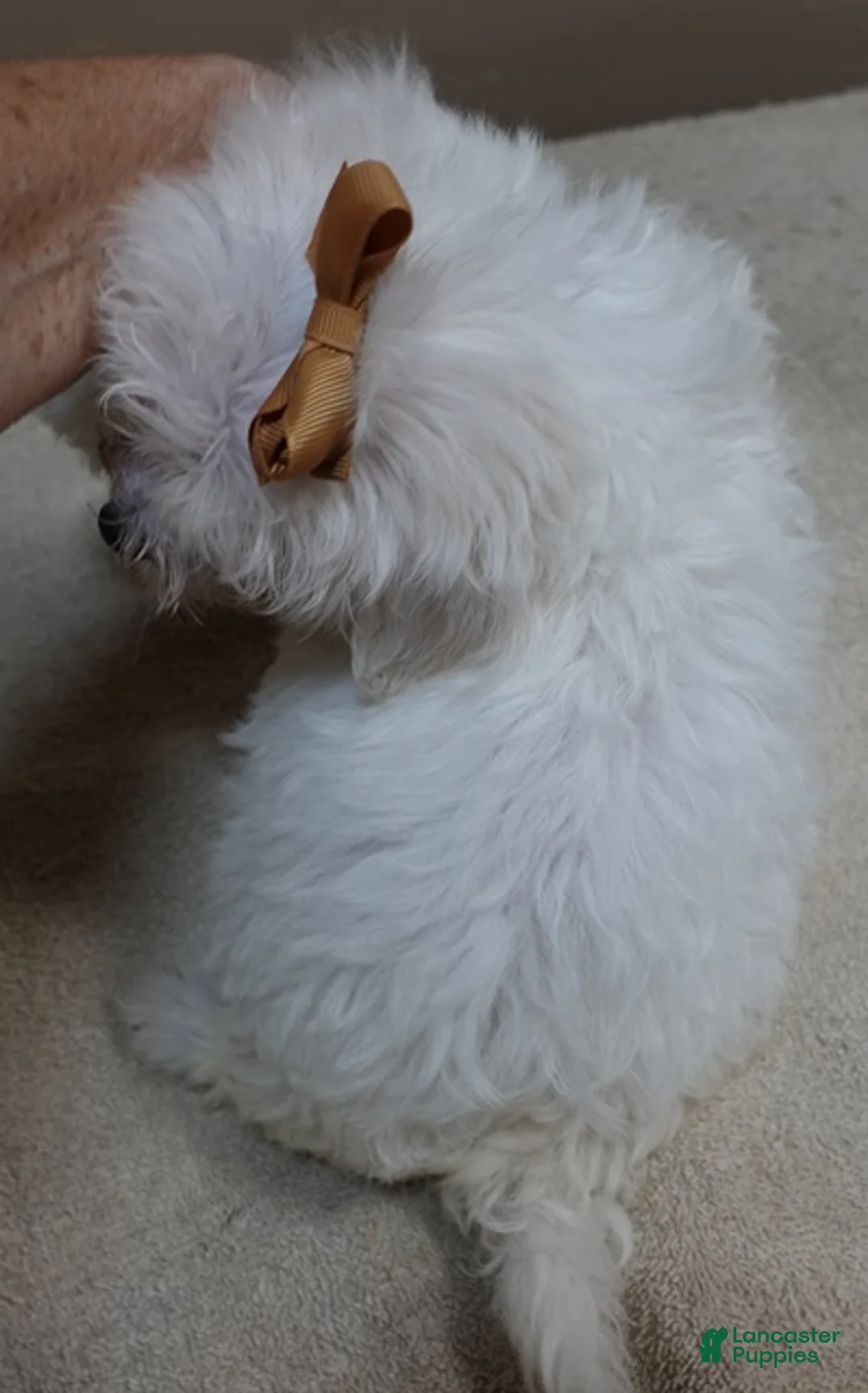 Maltipoo dogs for sale: Zuko only male - Ad 2
