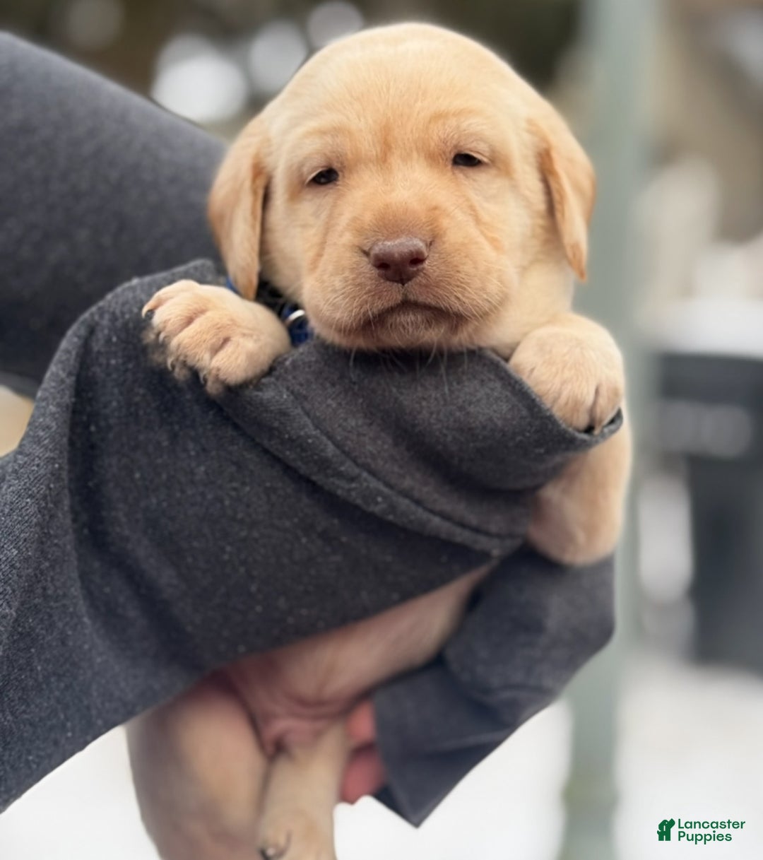 Labrador Retriever dogs for sale: Labrador Retriever Puppy 1 - Ad 9