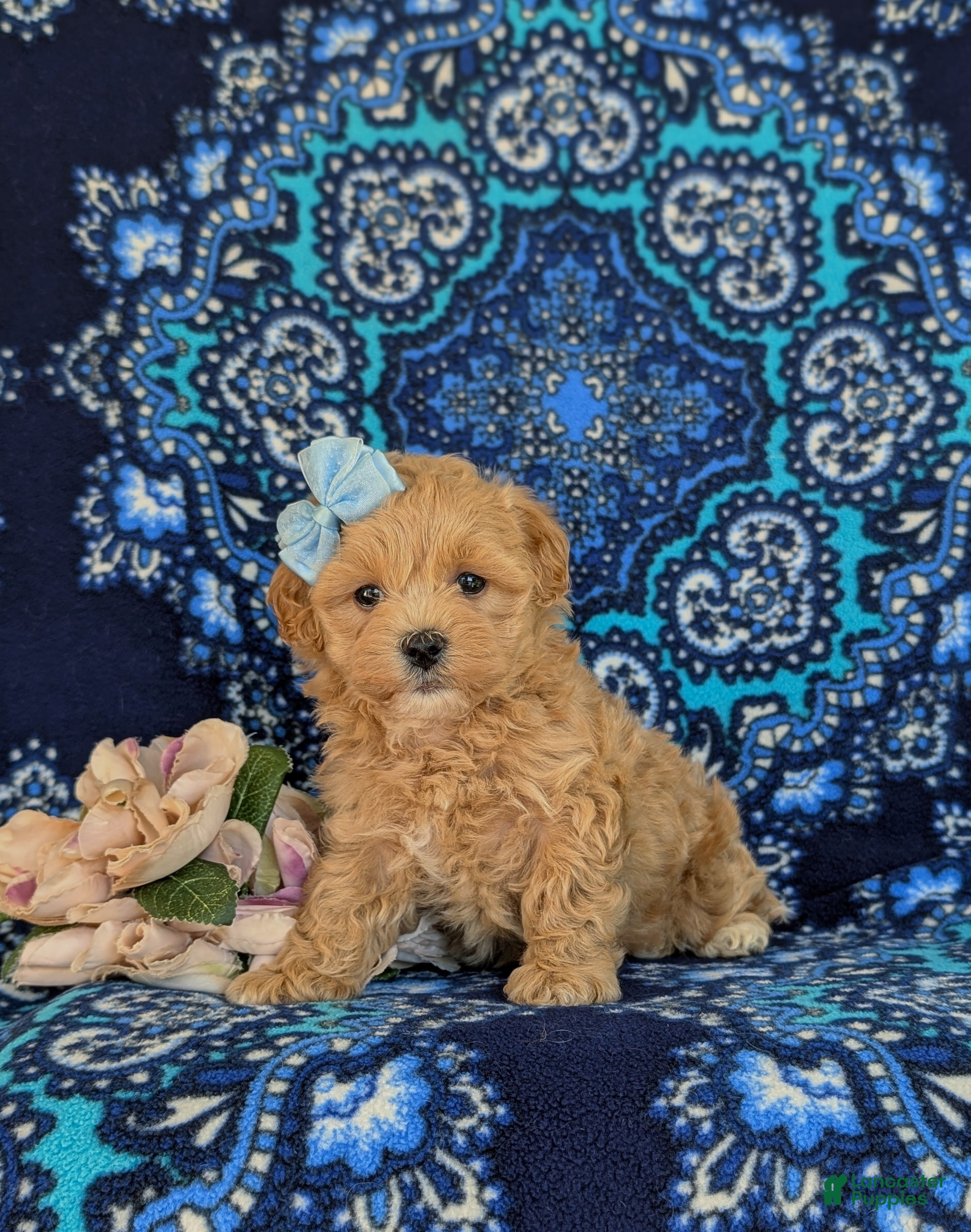 Maltipoo dogs Reagan - Ad 1