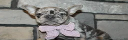 French Bulldog dogs for sale: AKC Zoe - Ad 10