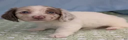 Miniature Dachshund dogs for sale: Miniature Dachshund Puppy 2 - Ad 9