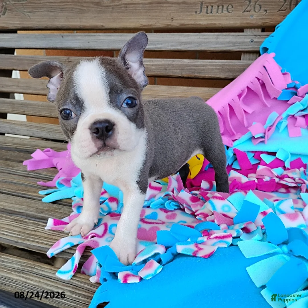 Boston Terrier dogs for sale: Ritzy - Ad 2