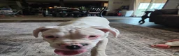 Boxer dogs for sale: Sam - Ad 12
