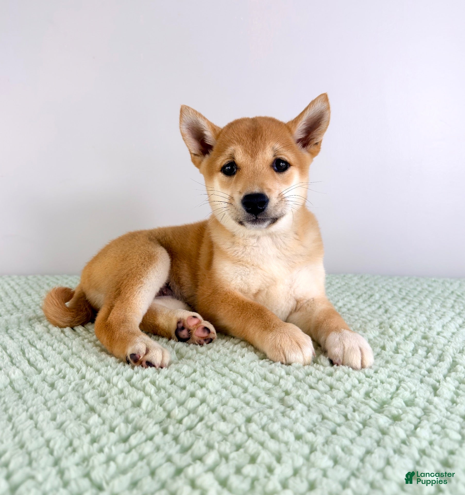 Shiba Inu dogs Lucy - Ad 1
