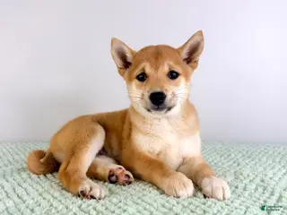 Shiba Inu dogs Lucy - Ad 1