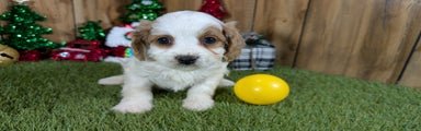 Cavapoo Puppy 7