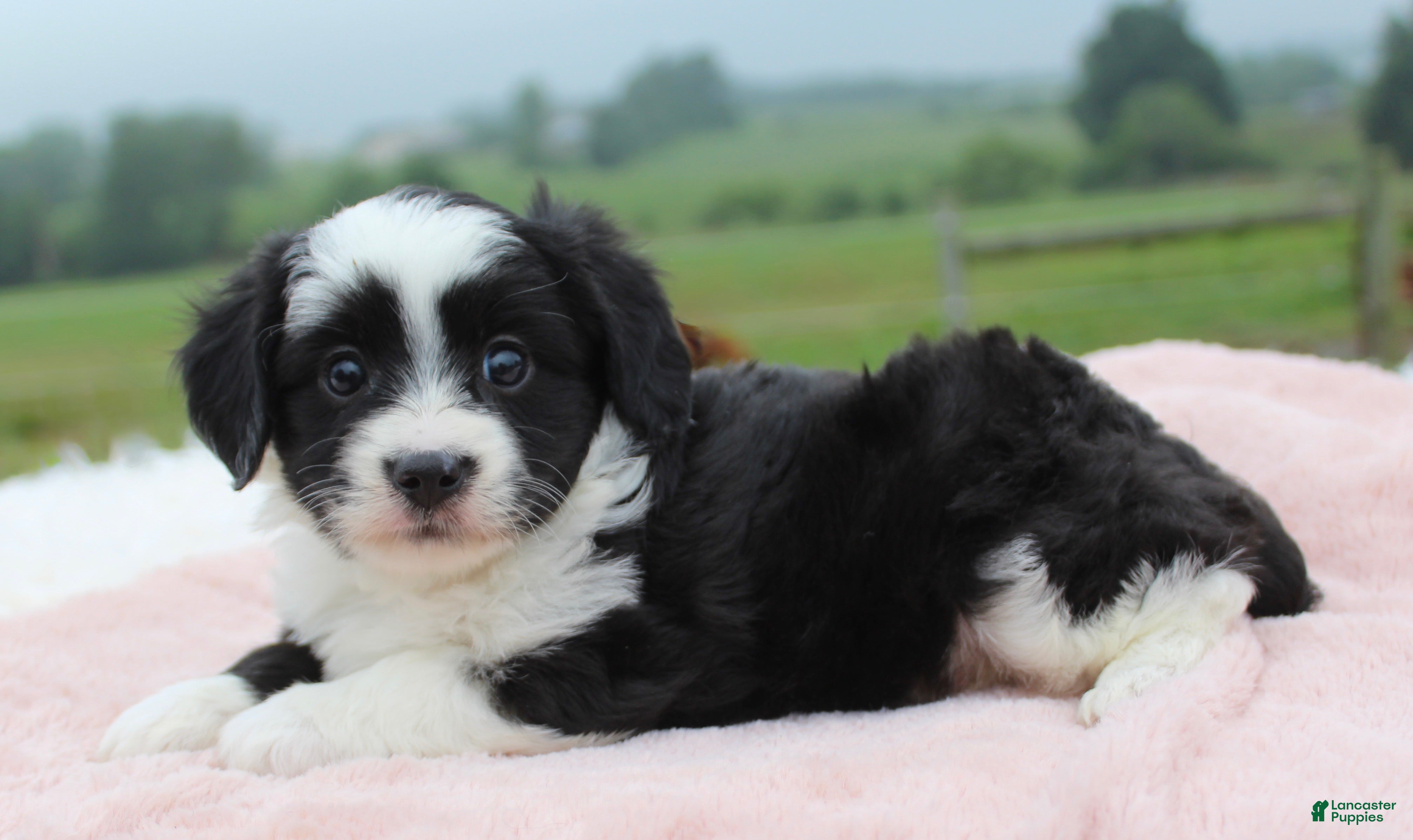 Mini Aussiedoodle dogs Mini Aussiedoodle 3 - Ad 11