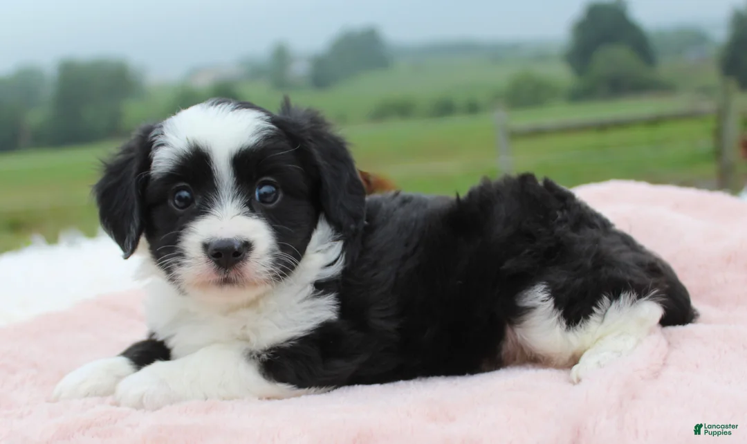 Mini Aussiedoodle dogs for sale: Mini Aussiedoodle 3 - Ad 1