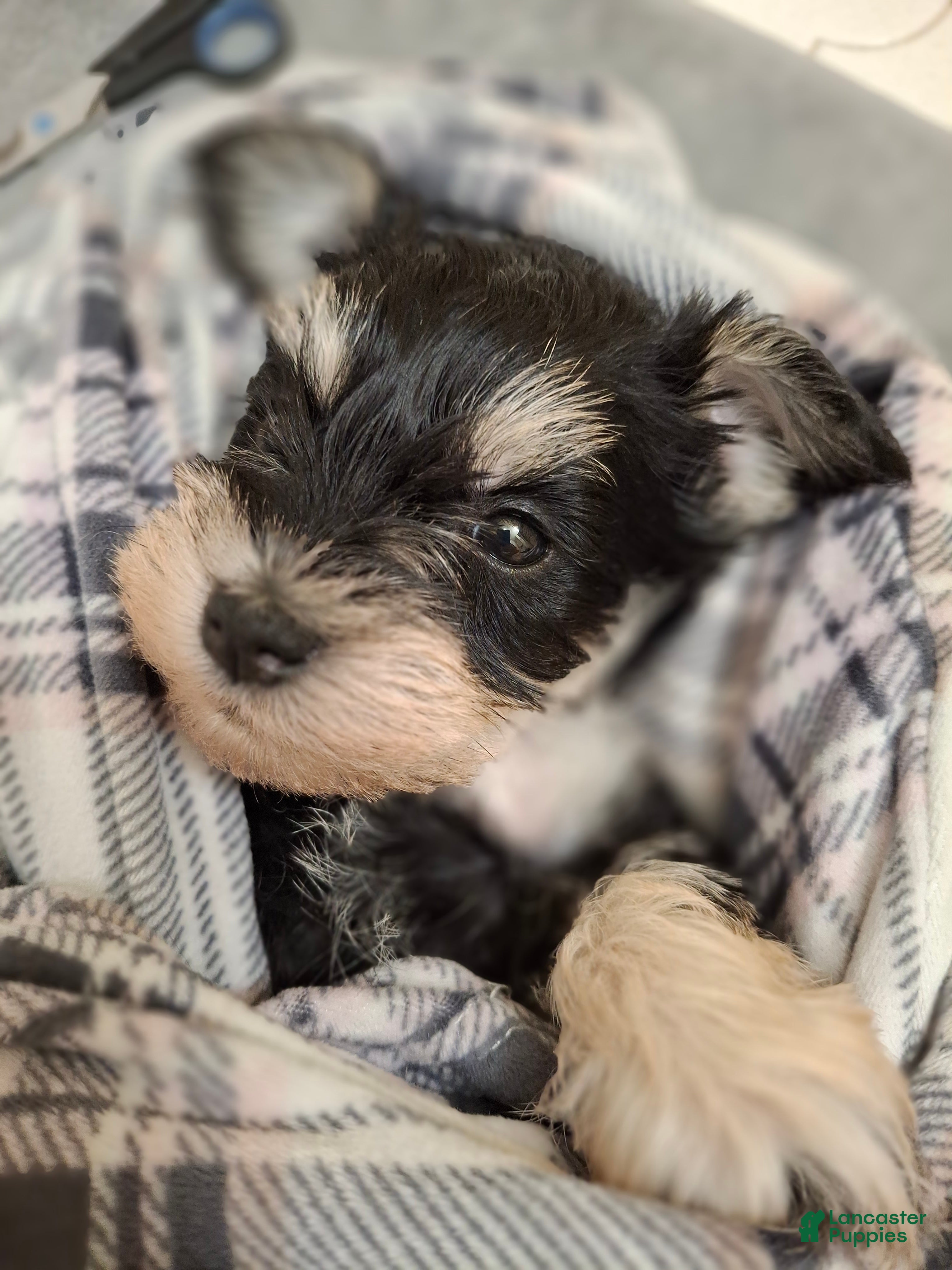 Miniature Schnauzer dogs Ms. MINTY - Ad 20