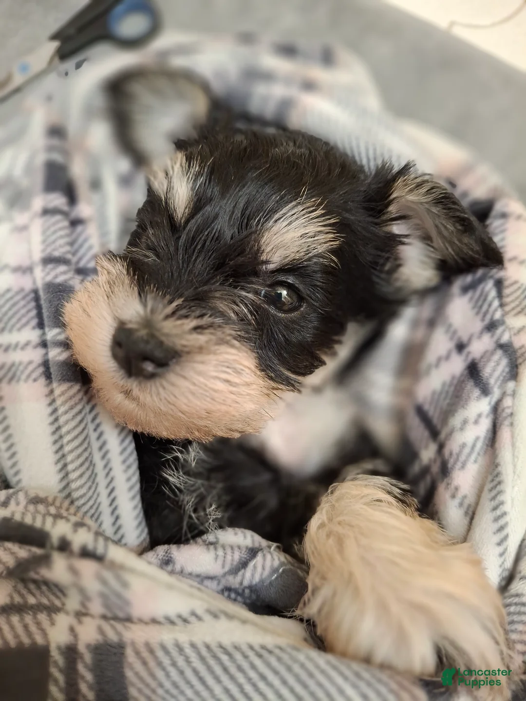 Miniature Schnauzer dogs for sale: Ms. MINTY - Ad 1